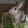 保護うさぎ(かくれんぼーず)ジェスロくん サムネイル7