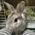 保護うさぎ(かくれんぼーず)ネッドくん