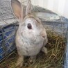 保護うさぎ(かくれんぼーず)ネッドくん サムネイル3