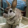 保護うさぎ(かくれんぼーず)ネッドくん サムネイル5