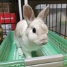 保護うさぎ(かくれんぼーず)ティムくん サムネイル1