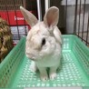 保護うさぎ(かくれんぼーず)ティムくん サムネイル2