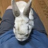 保護うさぎ(かくれんぼーず)ティムくん サムネイル3