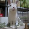 保護うさぎ(かくれんぼーず)ティムくん サムネイル4