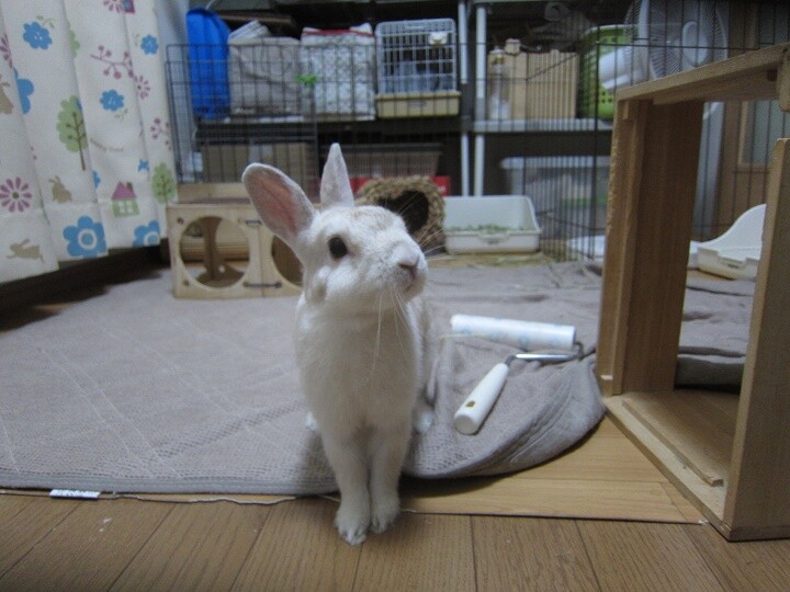 保護うさぎ(かくれんぼーず)ティムくん サムネイル5