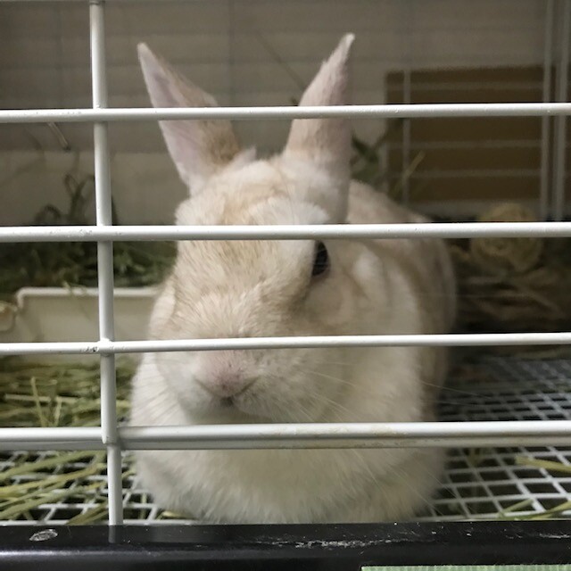 保護うさぎ(かくれんぼーず)ティムくん サムネイル6