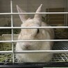 保護うさぎ(かくれんぼーず)ティムくん サムネイル6