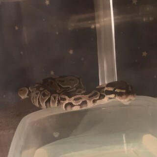 ボールパイソン 2匹 ノーマル