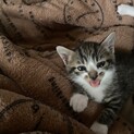 生後1ヶ月の子猫　里親様募集
