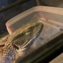 サバンナモニター