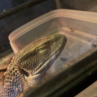 サバンナモニター