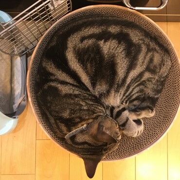 猫壱の丸い爪とぎ♡