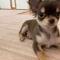 むぎ