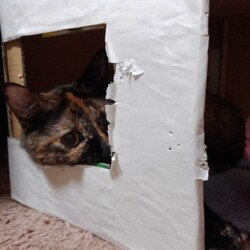 「飼い猫は見た！」サムネイル2