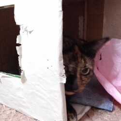 「飼い猫は見た！」サムネイル3