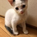 可愛い子猫ちゃん♡応募一旦終了