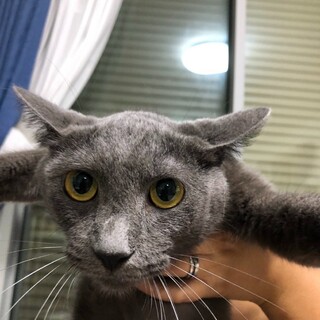 グレイ★１歳２か月オス★岐阜近郊希望