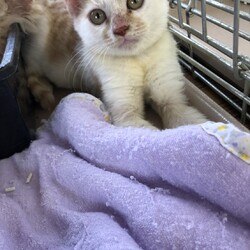 名古屋市名東区９月１３日(日）第１０７回リトルパウエイド猫の譲渡会 サムネイル1