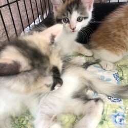 名古屋市名東区９月１３日(日）第１０７回リトルパウエイド猫の譲渡会 サムネイル2