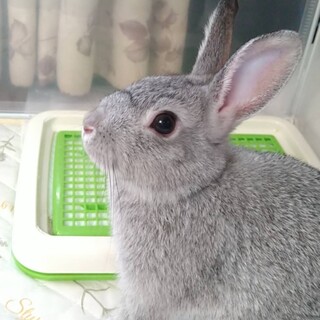 保護うさぎプラータ君(かくれんぼーず2世