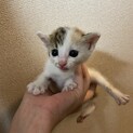 生後3週間くらいの多分メスの三毛猫