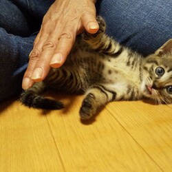 名古屋市名東区９月１３日(日）第１０７回リトルパウエイド猫の譲渡会 サムネイル3