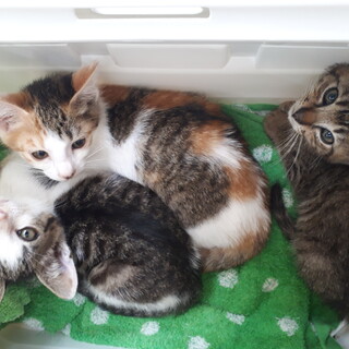 みなしご3兄妹(>_<) 避妊去勢手術済