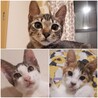 みなしご3兄妹(>_<) 避妊去勢手術済 サムネイル2