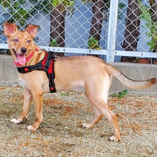 神秘的な瞳が魅力『マリーちゃん』１才２ヶ月