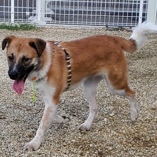 繊細で心優しい『ルキア君』８か月