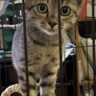 目がまん丸で大きな　あいちゃん