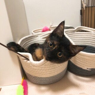 可愛いサビ猫　リラちゃん