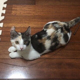 耳カールグレーミケのベラちゃん