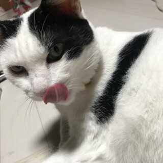 雑種のメス猫