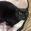 美人黒猫ちゃんクロの里親募集！