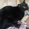 美人黒猫ちゃんクロの里親募集！ サムネイル2