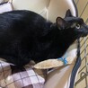 美人黒猫ちゃんクロの里親募集！ サムネイル3