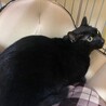 美人黒猫ちゃんクロの里親募集！ サムネイル4