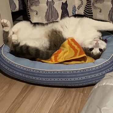 ヘソ天がお上手(*´ω｀*)