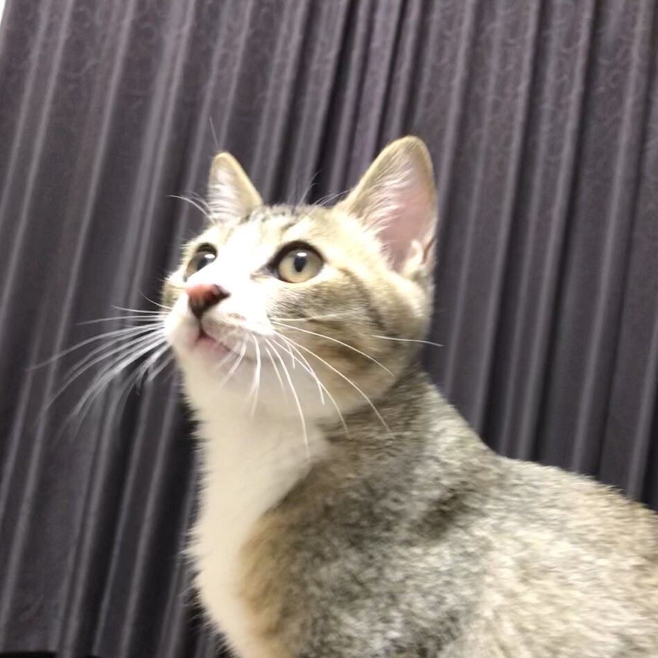 リュウのカバー写真