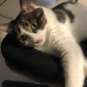 【避妊、ワクチン済】超美猫！人懐っこい女の子です
