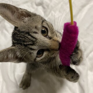 だんご３兄妹♪おっとりキジトラガール生後２ヶ月弱♪