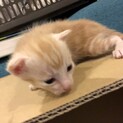 8月うまれの子猫  黄色× 白 しっぽピーンのこ