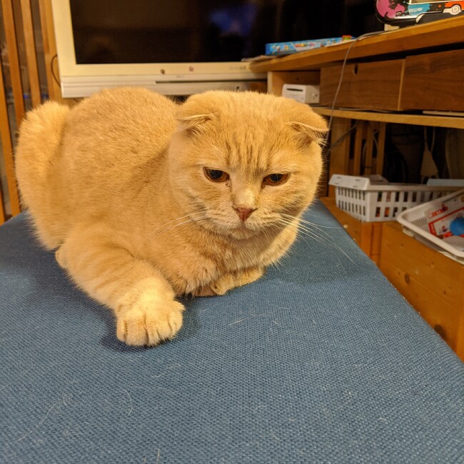 秋ポニョのカバー写真