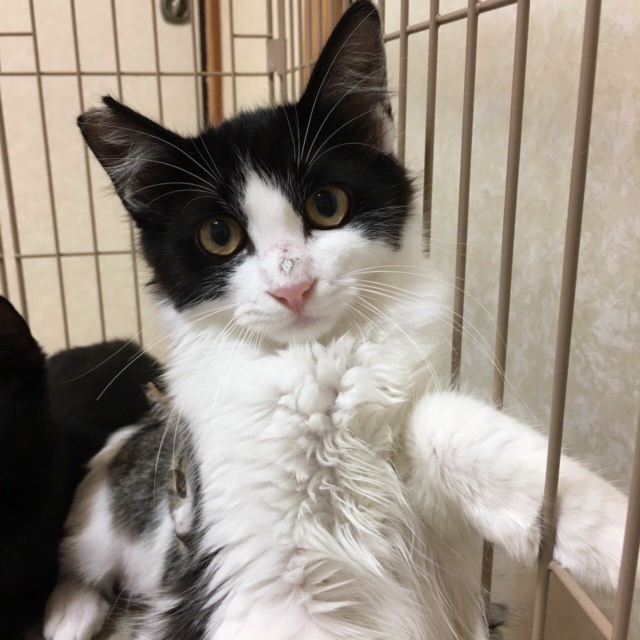 ふわふわなイケメン女子 東京都 猫の里親募集 ペットのおうち 月間利用者150万人