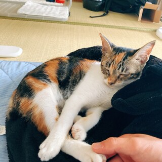 人慣れした生後2,3ヶ月の三毛猫♀です