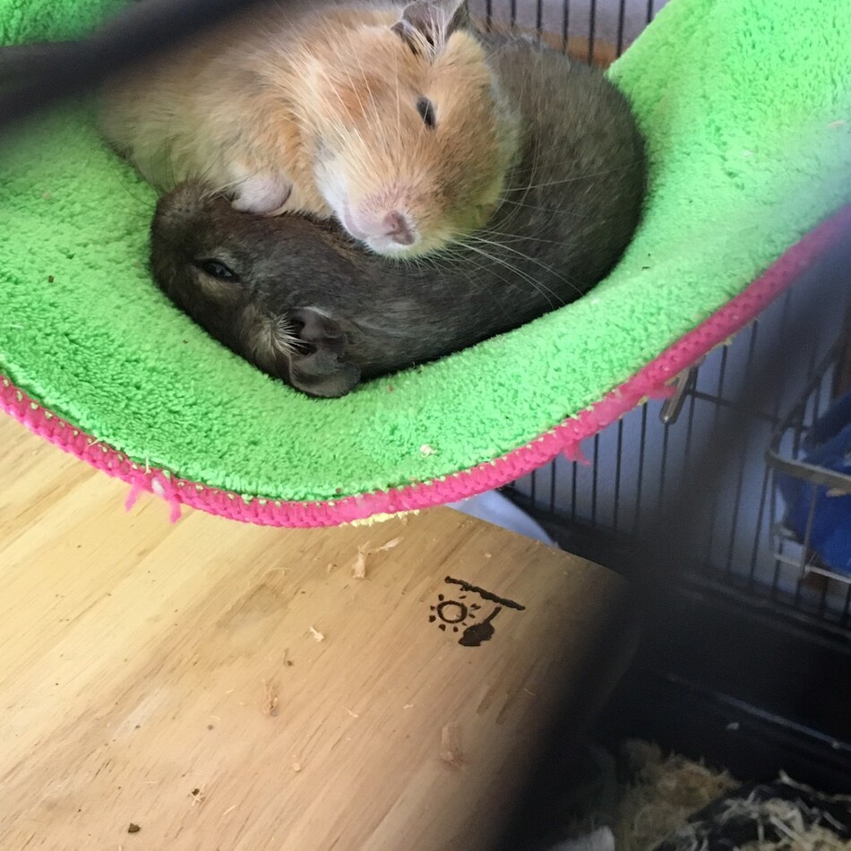 デグーのカバー写真