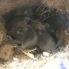 最近生まれた5つ子ちゃん