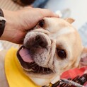私の夢は家族が出来ること♪朗らか笑顔のフーゴちゃん