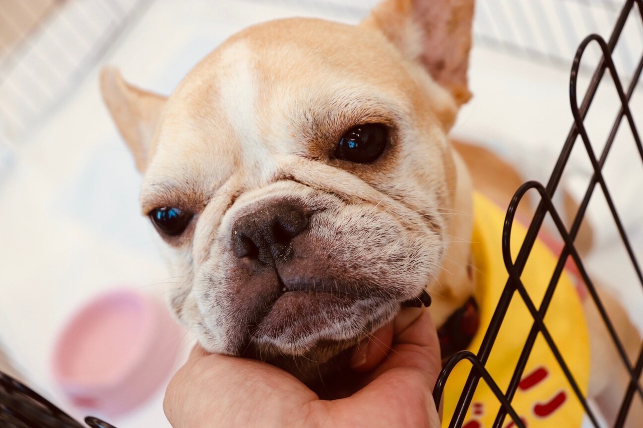 私の夢は家族が出来ること 愛知県 犬の里親募集 ペットのおうち 月間利用者150万人